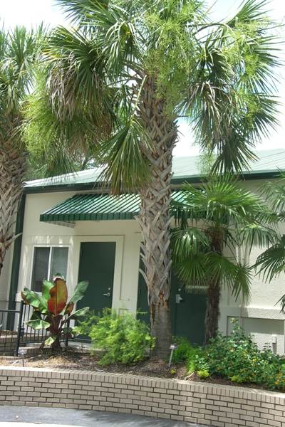 Palmetto Palm